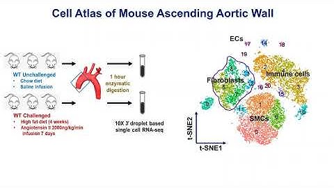 Single-cell Transcriptome Profiling of Aortic Fibroblast Phenotype Modulation During Aortic...