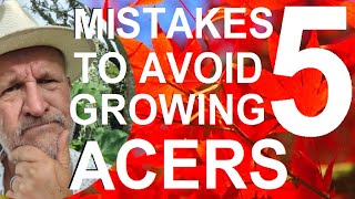 5 Five Mistakes to Avoid when Planting Acers - Japanese Maples