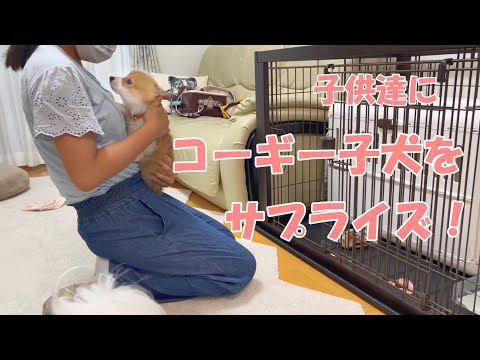 【感動サプライズ】共働き夫婦が内緒で生後2ヶ月のコーギー子犬をサプライズでお迎えした時の反応がヤバすぎる