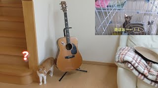 ずっと置いてたケージの場所を移動してみたら・・笑【すずとコテツ】