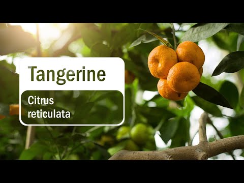 doTERRA Tangerine Essential Oil (Translated Subtitles)