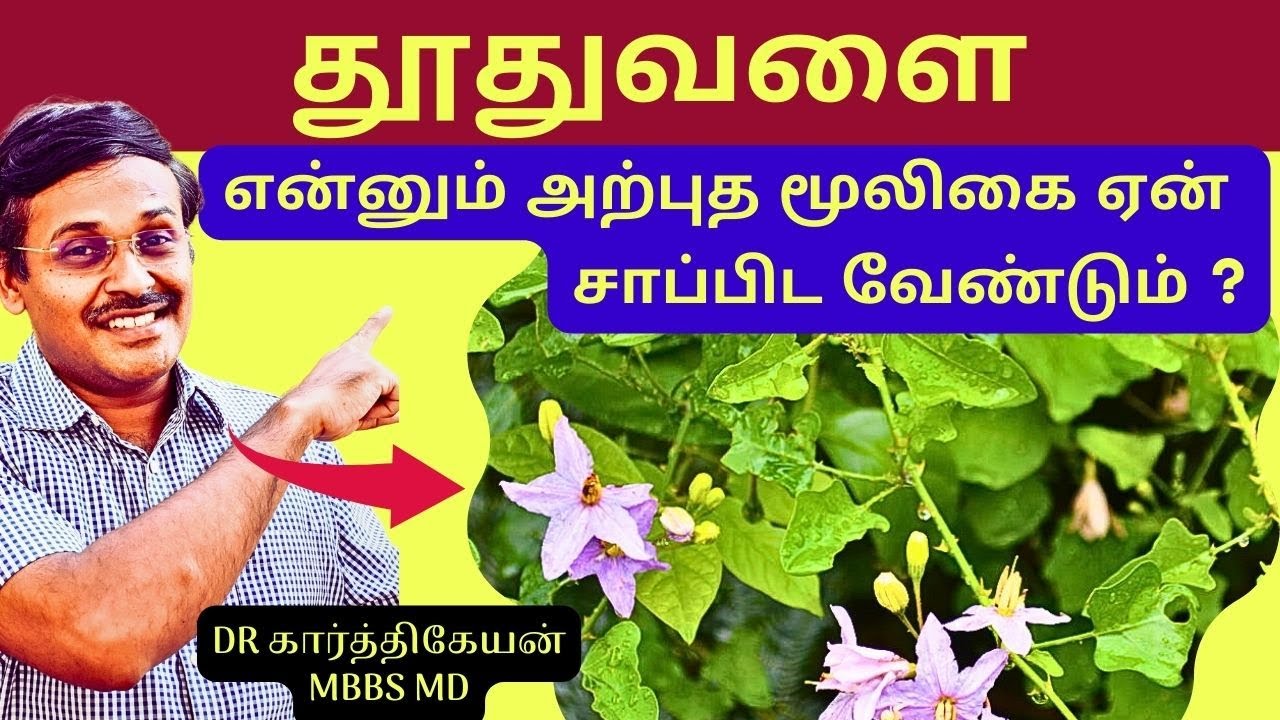 Thutuvalai benefits in tamil  Solanum trilobatum  Home Remedies Doctor Karthikeyan