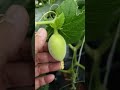 TUTORIAL PRUNING MELON TAHAP 3: SELEKSI BUAH