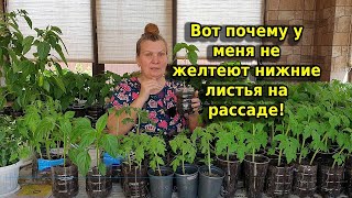 Нижние листья рассады желтеют