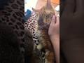 Cute Cats, Funny Cats, Cuteness #catshort #shots #cat #petshu