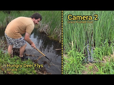 Watch As Unclogging Flow Pushes Over Cattails