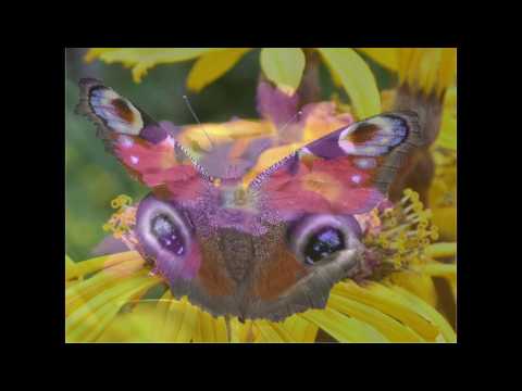 Чистота - слова