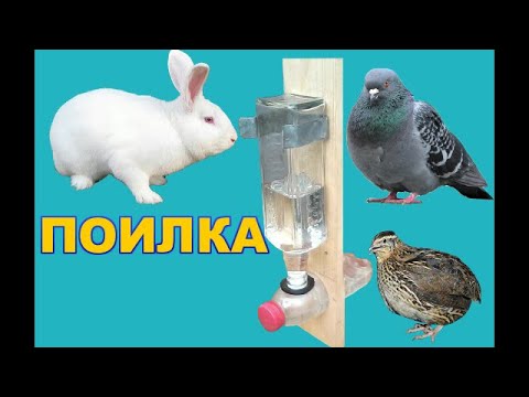 Поилка для кроликов из бутылки своими руками