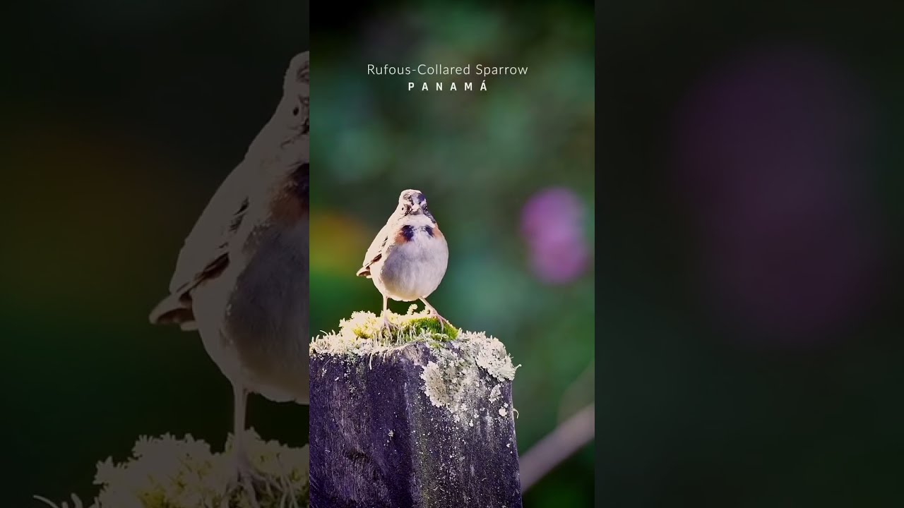 Rufous-Collared Sparrow 