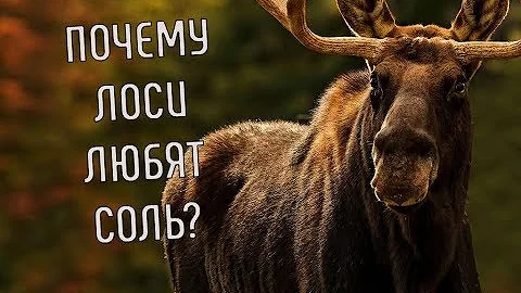 Почему лоси любят соль? | Лось не может жить без соли