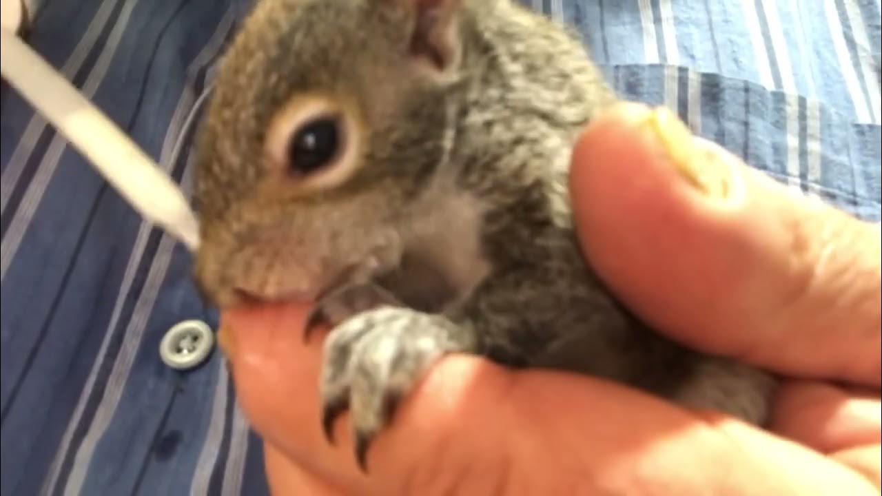 Orphan Baby Squirrel showed up YouTube