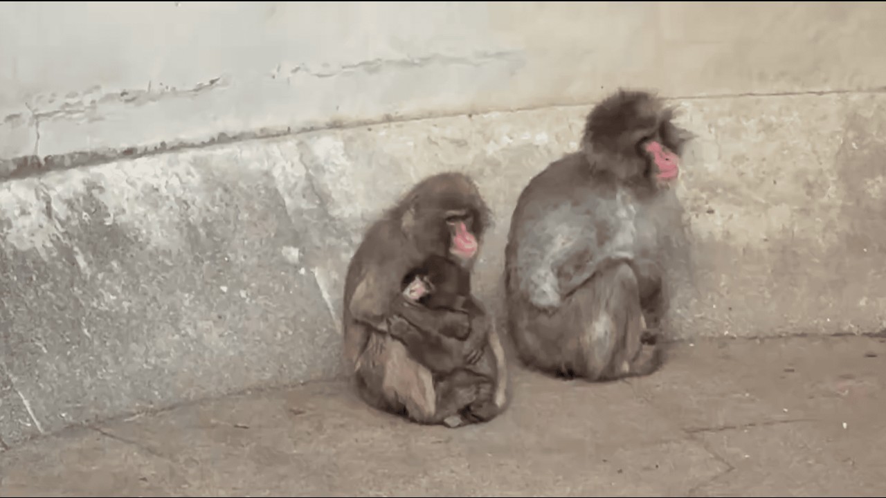 They Finally Took Care of Punch 🥺❤️ | パンチくん、ついに守られる時