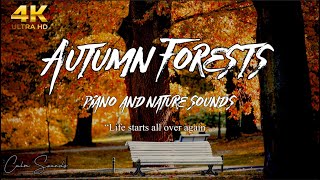 4k Autumn Forests Views | Piano Music and Nature Sounds Great for Study, Relaxation and Sleep