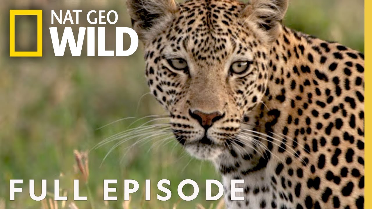 Leopards Rock Full Episode  Savage Kingdom