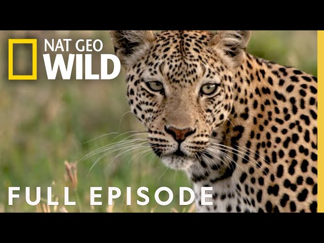 Leopard's Rock (Full Episode) | Savage Kingdom class=