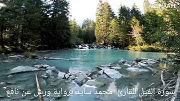 محمد سايد - سورة الفيل |105| MOHAMED SAYED - SURAT AL FIL