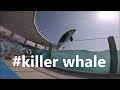 鴨川シーワールド２０２０　シャチパフォーマンス７８１　GoProHERO5sessionで撮る　#killerwhale