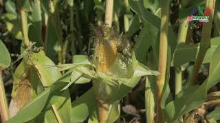 Шок! Французский гибрид кукурузы на силос против Краснодарского сорта в страшную засуху.