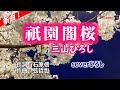 三山ひろし「祇園闇桜」coverひろし(-1) 2025年6月4日発売