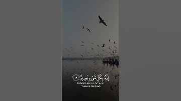 أولم يروا إلى الطير فوقهم صافات - سورة الملك ✨️