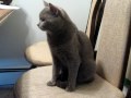 Young male Chartreux cat の動画、YouTube動画。