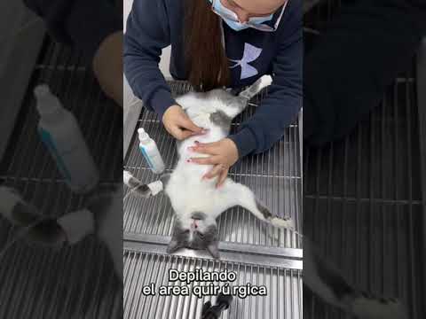 Video: Apakah mengebiri kucing itu kejam?