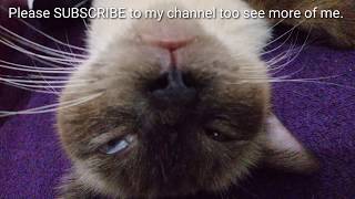 ' A Day in the Life of a Balinese Cat ' by WildShow TV 231 views 4 years ago 7 minutes, 16 seconds