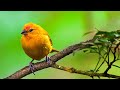 Beautiful Piano Music - Relaxing Music, Study Music, Stress Relief, Sleep Music (Jamilet)