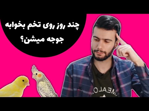 تصویری: آیا جوجه ها نشسته می خوابند؟