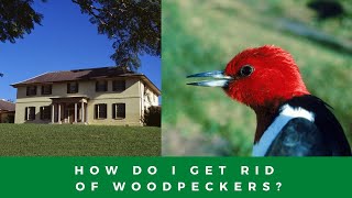 Tips On How To Get Rid Of Woodpeckers