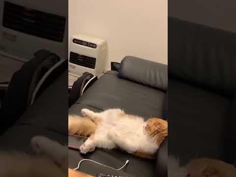 人間が憑依した子猫【スコティッシュフォールド】