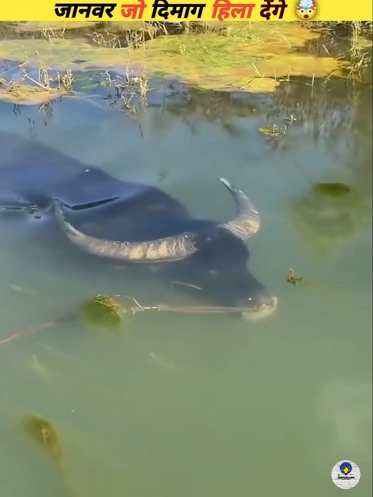 New viral video that will blow your mind #viral