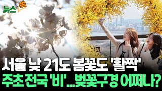 [뉴스쏙] 서울 낮 21도 봄 '성큼' 봄꽃도 '활짝'…주초 전국 '비' 벚꽃구경 어쩌나? / 연합뉴스TV …