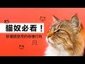 貓奴必看！秒懂貓皇帝的各種行為｜科學大爆炸EP.63