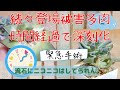 ｟多肉植物｠まだまだ現れる被害多肉