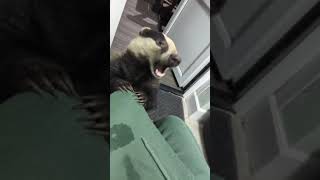 Biscuit the Badger and Friends - Biscuits surprise visit. by ian stephens 803 views 2 months ago 16 minutes