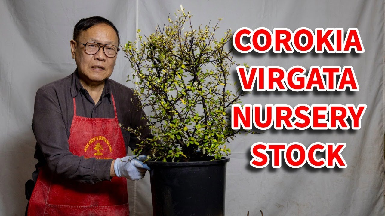Сегодня мы взяли посадочный материал Corokia Virgata из питомника и начали процесс формирования б...