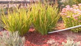 How to Reduce Transplant Shock for Perennials