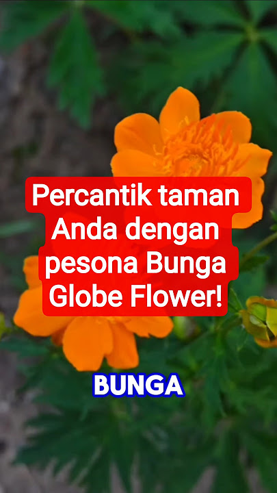 Percantik taman Anda dengan pesona Bunga Globe Flower! #shorts #shortvideo #bunga #flowers