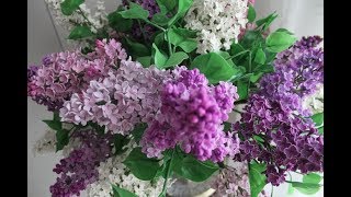 Картина маслом поэтапно "Букет сирени".Часть I.Bouquet of lilac.Picture Картина маслом поэтапно "Букет сирени".Часть I.Bouquet of lilac.Picture