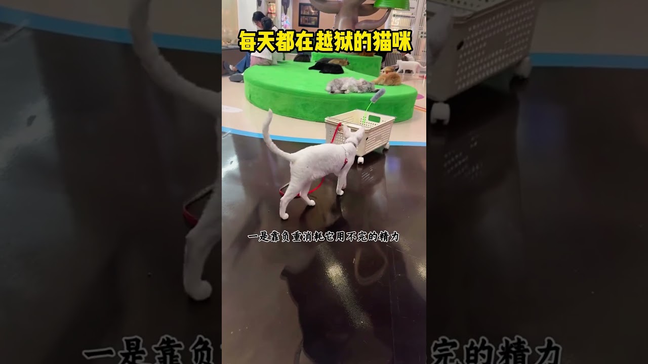 每天都在越狱的猫咪 #大熱門 #科普 #影視解説 #萌寵 #搞笑 #感人壹幕 #熱門 #搞笑视频 #pets