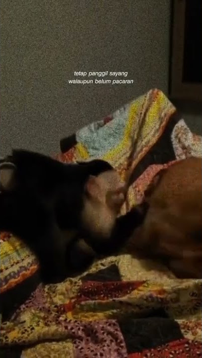 Tetep Panggil Ayang Walaupun Belum Pacaran #shorts #youtubeshorts