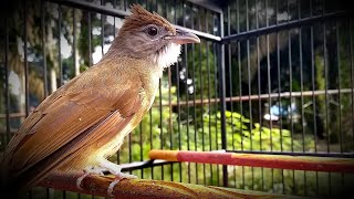 Burung KAPAS TEMBAK GACOR Besetan SADIS dijamin suara jernih dan mantep