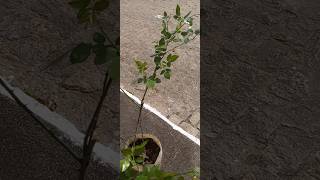 #como está a #minha #planta conhecida por #rosa menina