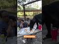 Video shows black bear eating child’s birthday picnic in Mexico #shorts
