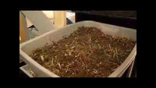 Worms @ work vermi composting