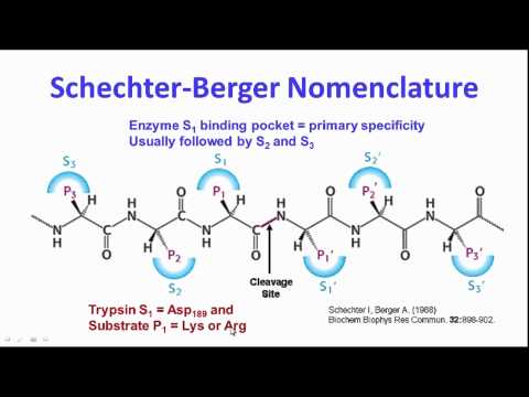 Analysis Of Proteins 40