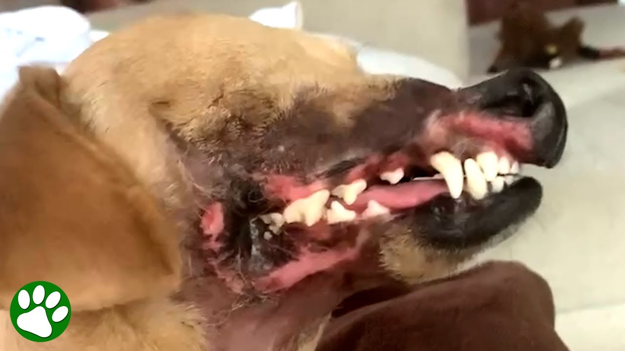Bait dog looses half her face but thrives today