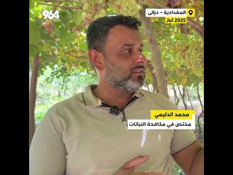 التقارير لا تتوقف عن أفضل موسم عنب عراقي وشكرا لمحمد الدليمي