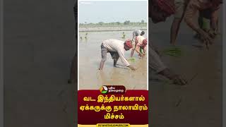 'வட இந்தியர்களால் ஏக்கருக்கு நாலாயிரம் மிச்சம்' #shorts #Sirkali #farmers